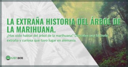 Árbol de marihuana: la extraña historia