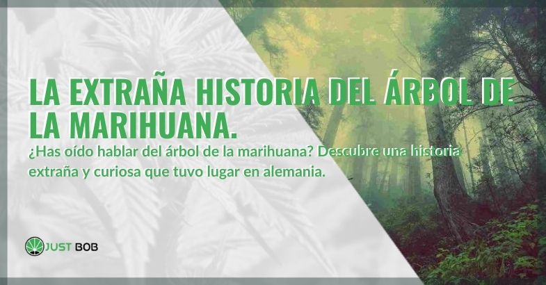 Árbol de marihuana: la extraña historia