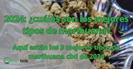 2024: ¿cuáles son los mejores tipos de marihuana?