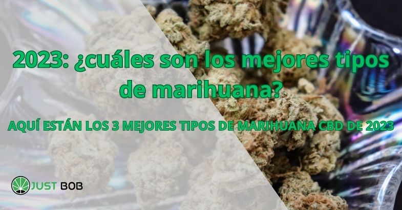 2023: ¿cuáles son los mejores tipos de marihuana?