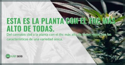 La planta de cannabis con el nivel más alto de THC de todas