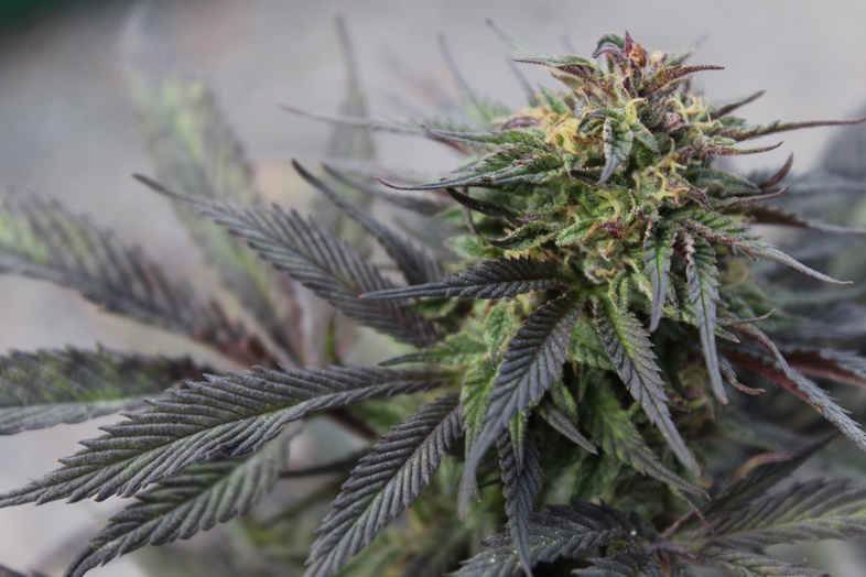 Planta de cannabis medicinal