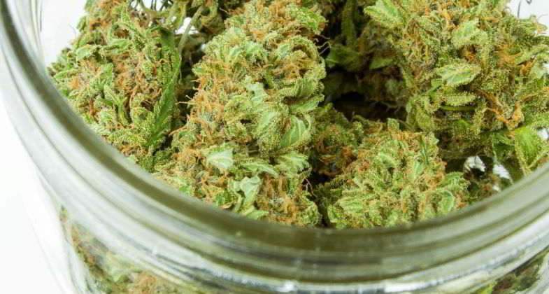 ¿Qué son los terpenos?