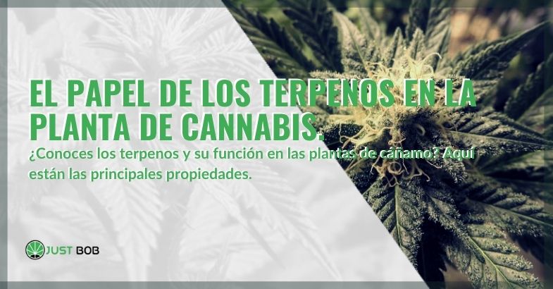 ¿Qué papel juegan los terpenos en la planta de cannabis?