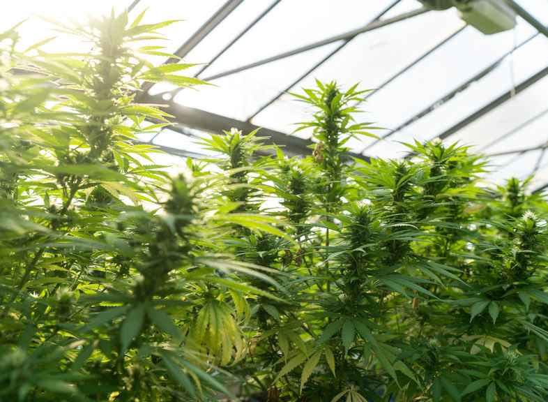 Relación entre terpenos y cultivo de plantas.