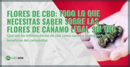 Flores de CBD: todo sobre las flores de cannabis legal sin THC