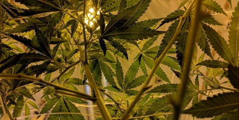 ¿Es el árbol de cannabis en Alemania un caso aislado o hay un cultivo generalizado?