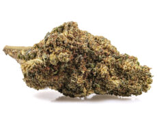 Marihuana cbd de la variedad GG#4 cbd boost