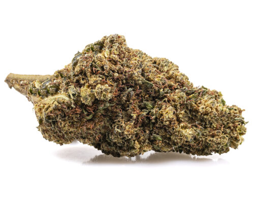 Marihuana cbd de la variedad GG#4 cbd boost