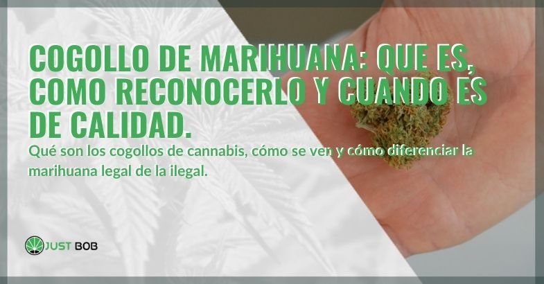 Comprender qué son los cogollos de marihuana y reconocer los de calidad