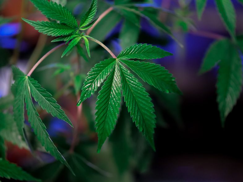 Marihuana con alto contenido de THC