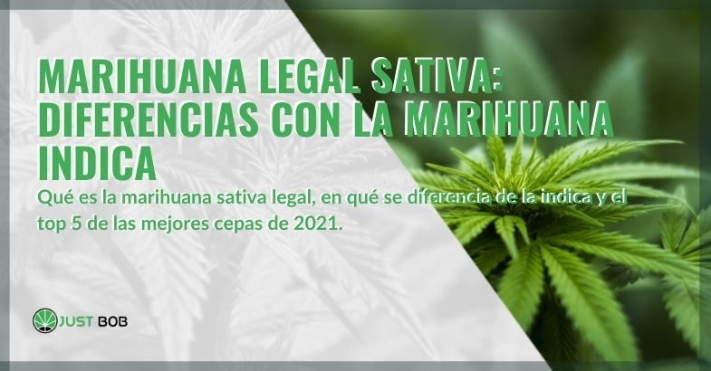 Las mejores variedades legales de cannabis Sativa de 2021 y las diferencias con el cannabis Indica