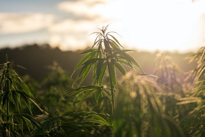 Orígenes de la marihuana sativa legal