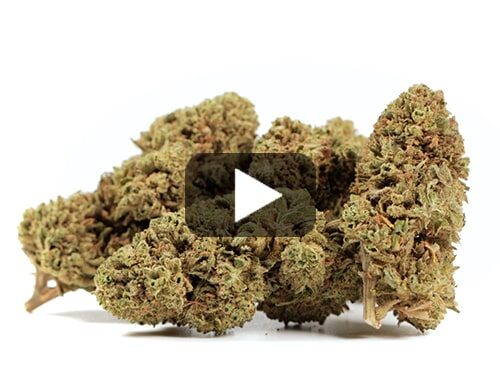 marihuana-sin-thc-bubblegum