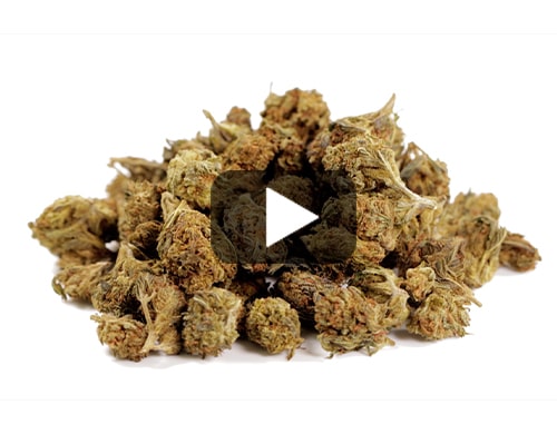marihuana-sin-thc-pequena-GG#4-cbd-boost