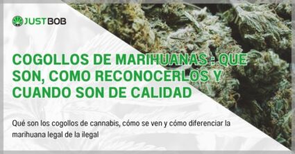 Cogollos de marihuanas : que son, como reconocerlos