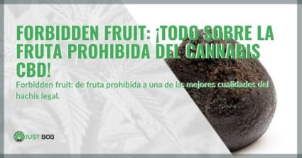 Forbidden fruit: una de las mejores cualidades del hachís legal.