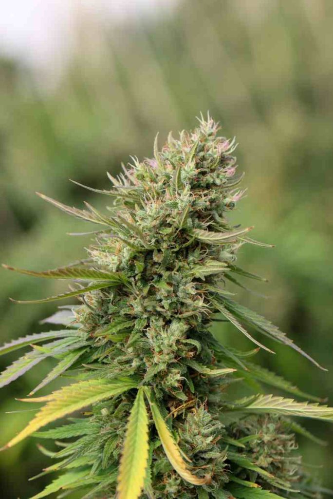 Planta de cannabis con una rica cosecha