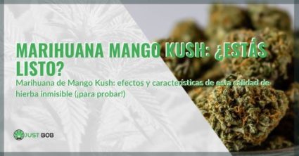 Características y efectos de la marihuana Mango Kush
