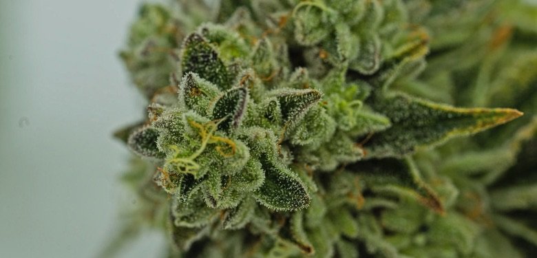 Tricomas de cannabis que segregan cbd