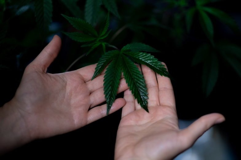 La marihuana y la automoción son realidades