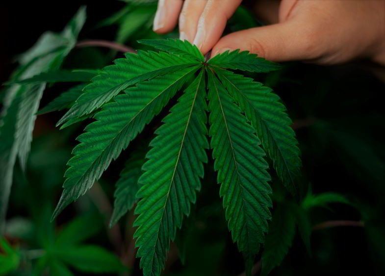 New-York-legalizada-marihuana