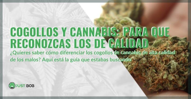 Guía para reconocer la calidad de los cogollos de cannabis