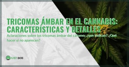 Todos los detalles y características de los tricomas ámbar del cannabis