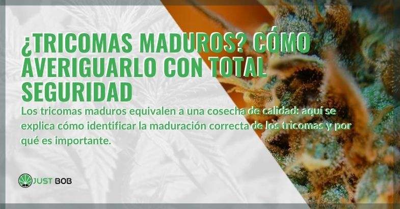 ¿Cómo entender y estar seguro de que los tricomas están maduros?