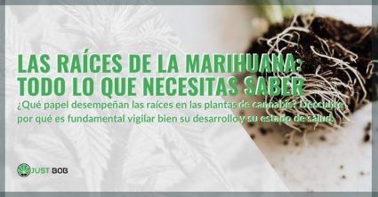 Todo lo que necesitas saber sobre las raíces de la marihuana.