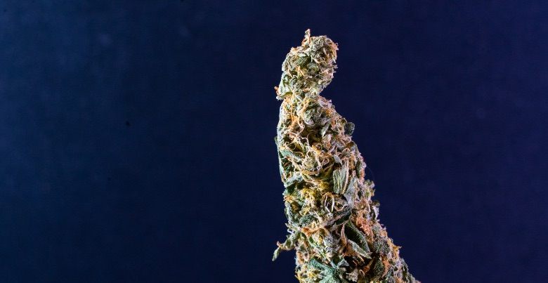 Las características del cannabis cbd Orange Skunk