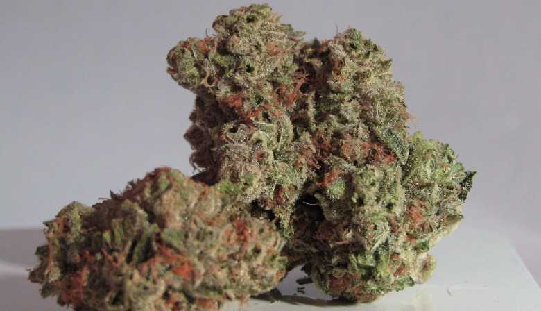 Cannabis con un alto contenido de CBN