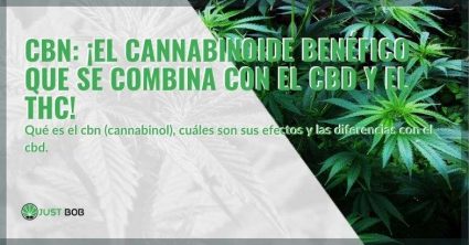 Cannabis con un alto contenido de CBN