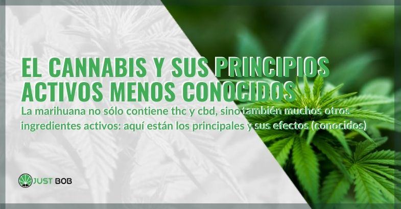 Los ingredientes activos menos famosos del cannabis