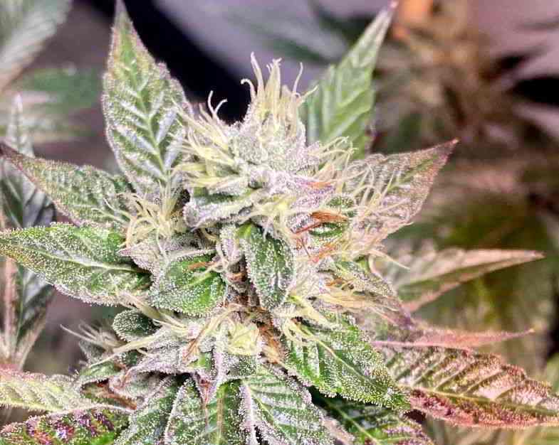 Planta de la que extraer la resina de cannabis