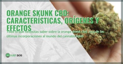 Las características, efectos y orígenes de Orange Skunk CBD