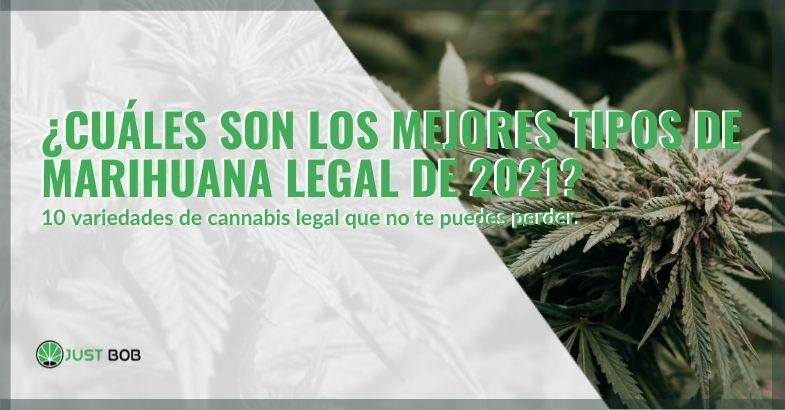 El top 10 de los mejores tipos de marihuana legal 2021