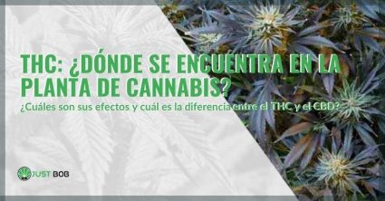 ¿Dónde se encuentra el THC, qué efectos tiene y cuáles son las diferencias con el CBD?