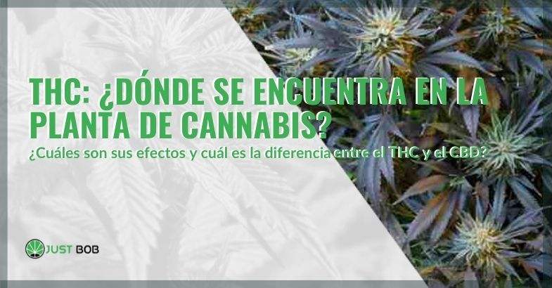 ¿Dónde se encuentra el THC, qué efectos tiene y cuáles son las diferencias con el CBD?