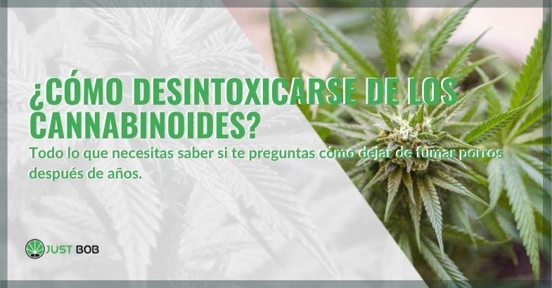 Aquí está la solución a la adicción a los cannabinoides