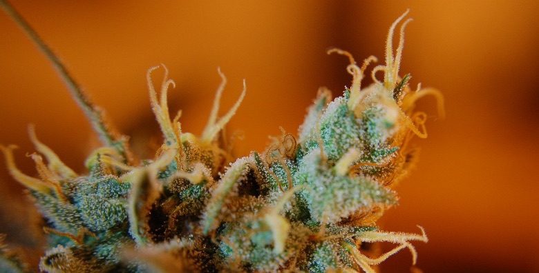 Flor de cannabis ligera con tricomas maduros