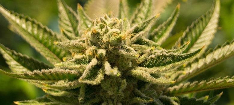 Planta de cannabis con thc