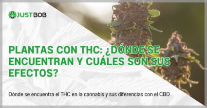 Plantas con THC: ¿Dónde se encuentran y cuáles son sus efectos?