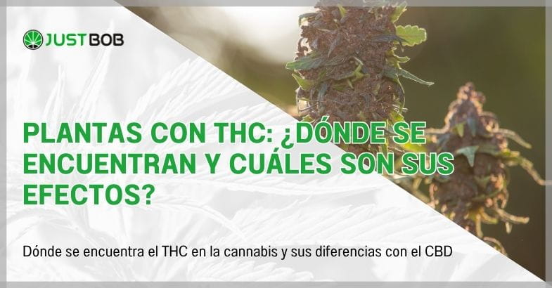 Plantas con THC: ¿Dónde se encuentran y cuáles son sus efectos?