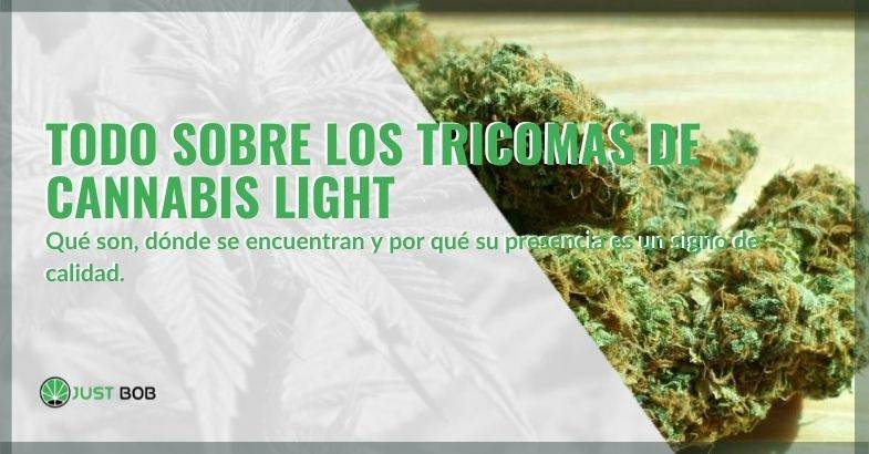 Los tricomas del cannabis Light dónde se encuentran y cómo se observan