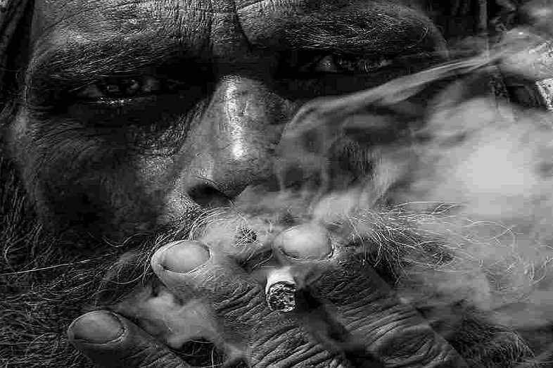 Hashashin del árabe significaría "adicto al hachís" o "fumador de hachís"