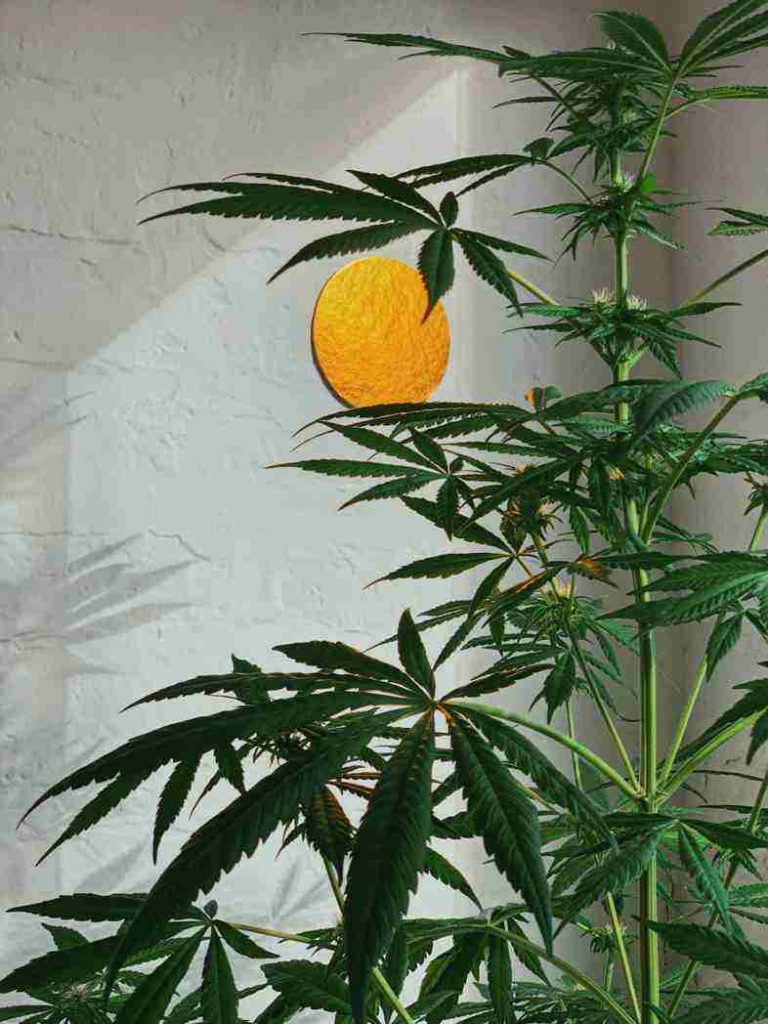 Los cannabinoides de la marihuana son eficaces para influir en el sistema nervioso y aliviar los síntomas de las náuseas.