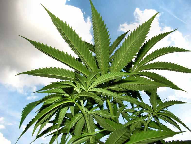 Los cannabinoides son sustancias naturales producidas por Cannabis sativa