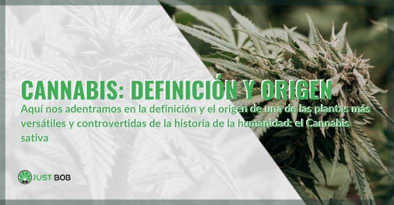 La definición y el origen del Cannabis sativa