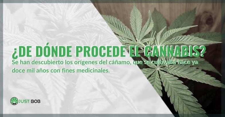 Se han descubierto los orígenes del cáñamo cultivado desde hace 12000 años.